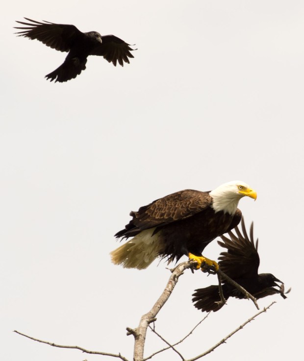 Eagle w/unwanted guests