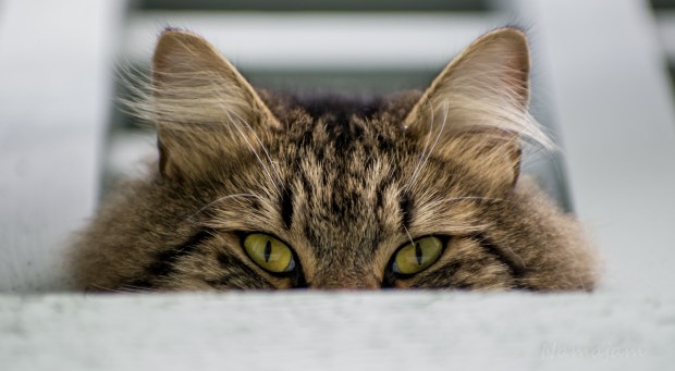 Hello my Scrumptious 