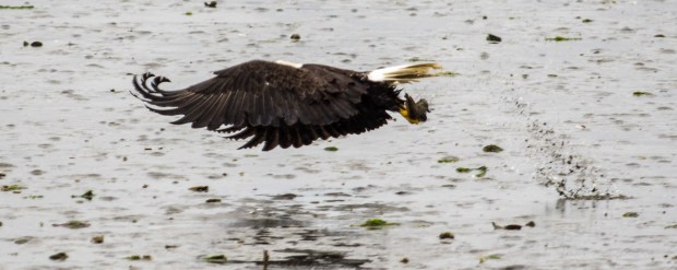 This is an interesting shot. Eagle is ready to thrust away, notice his curled wing tips, maximum thrust. Also, the splash behind him where he captured the fish.