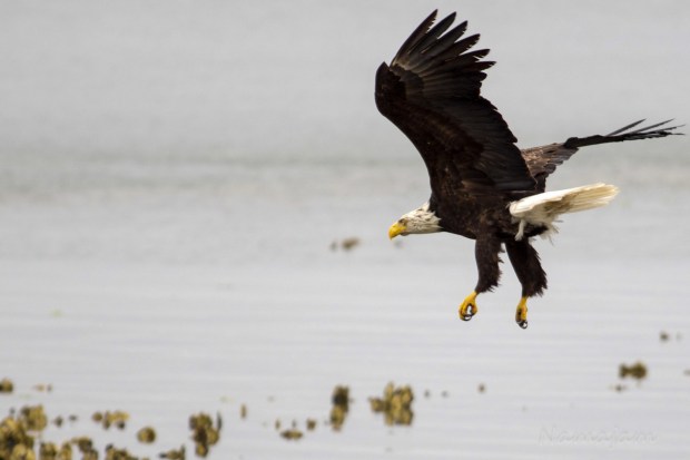 Eagle's looking for lunch.
