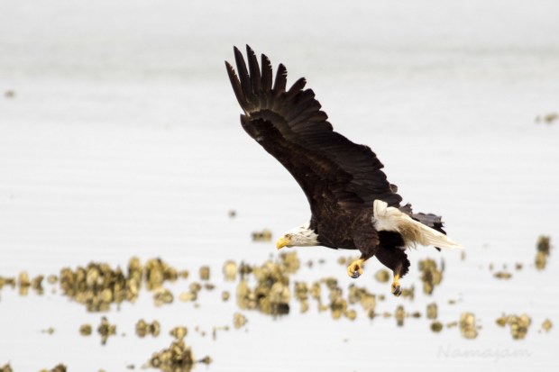 Eagle spots snack and starts to bank right.