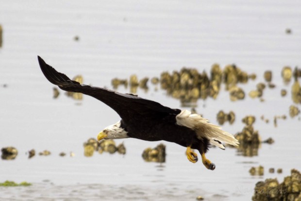 Continues to bank right