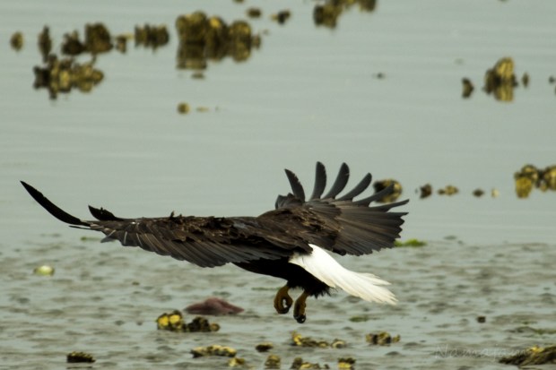 Stalls, applies air brakes.