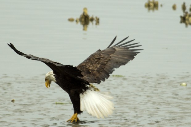Precise spot, snags unsuspecting fish. Looks like a victory dance on water. 