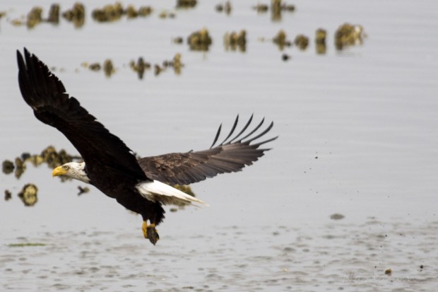 Catch and a fly-away. 