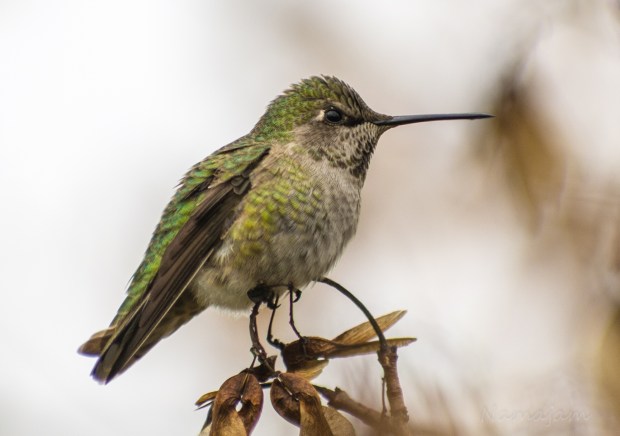 Anna Hummingbird