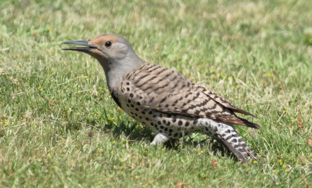Northern Flicker