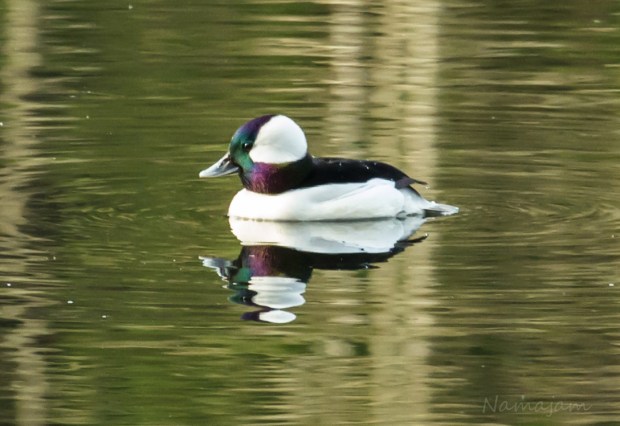 Bufflehead