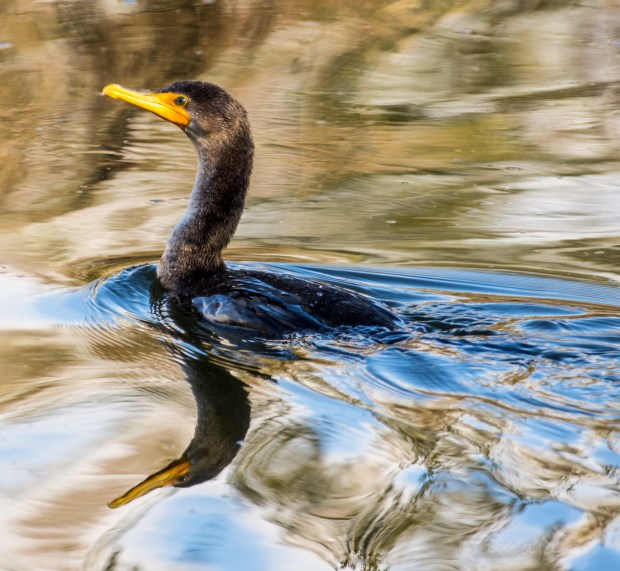 Double-Crested Cormorant hunting