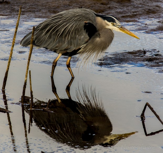 Great Blue Heron on the hunt