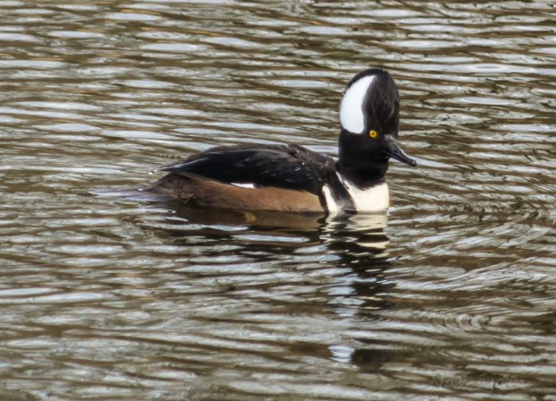 Hooded Merganser
