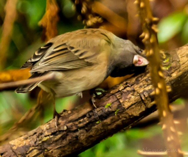 Junco (told him to make funny face)