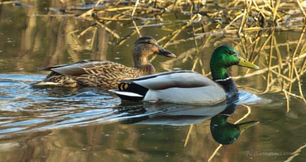 Mallard's Pair