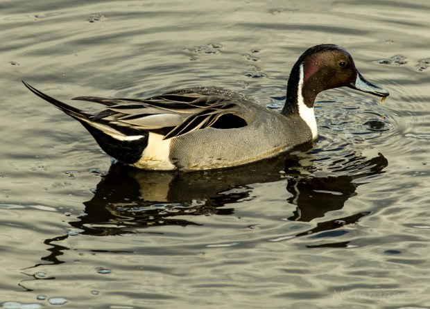 Northern Pintail