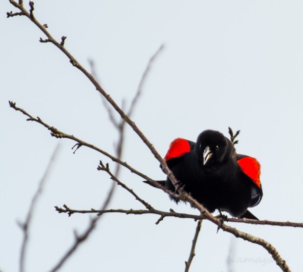 Red-Winged Blackbird