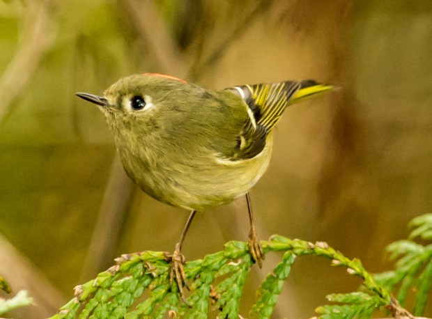 Ruby-Crowned Kinglet