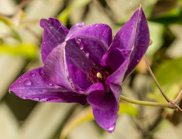 This as an 'A-OK' flower