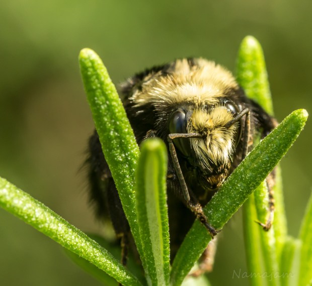 This guy looked tired and maybe a little over weight. 