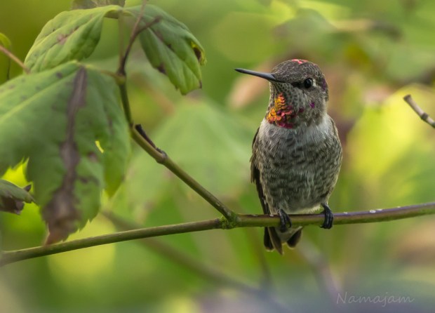 Anna's Hummingbird is just as interested in me as I of him.