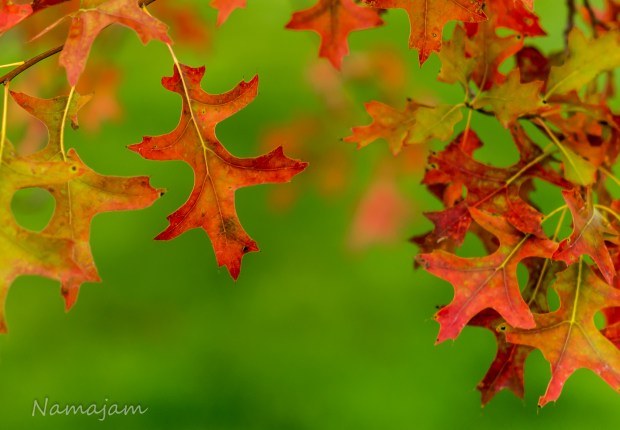 Fall is getting near