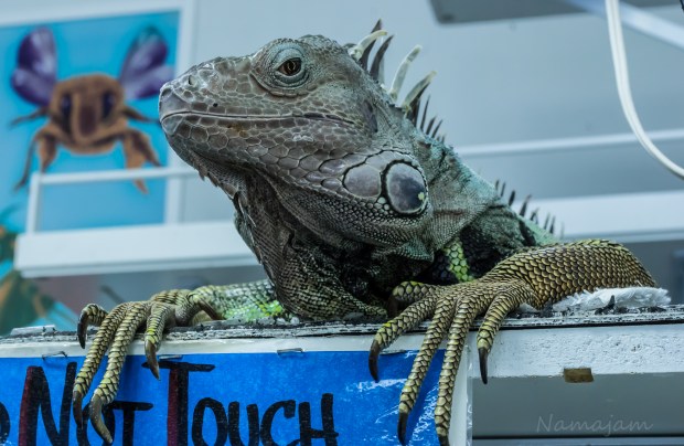 This large Green Iguana watches everyone who walks through the door at the Bug and Lizard Museum in Bremerton. 