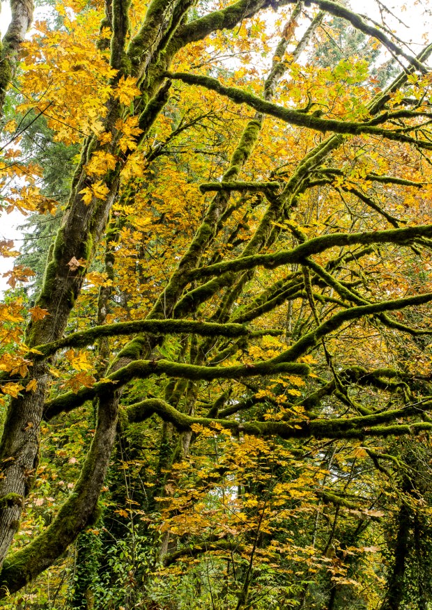 Contrasting Fall Colors