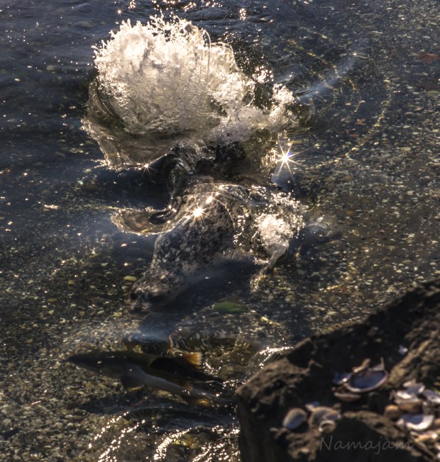 I got lucky and captured the image as the seal chased the salmon. If you look close, you can see the seal directly in front of the seals mouth. He got away at the last moment. 