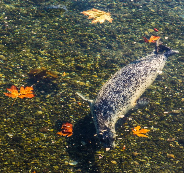 He is still looking the rocks.
