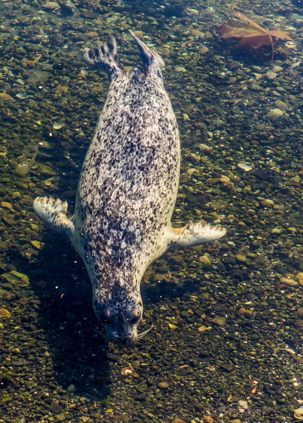 He got pretty close yo the shore. Not many opportunities to see these beautiful animals in their natural habitat. 