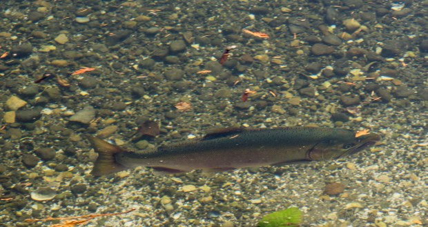 Here is shot of the salmon swimming by...probably  with a snicker on his face. 