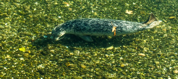 Still looking. What a beautiful creature!