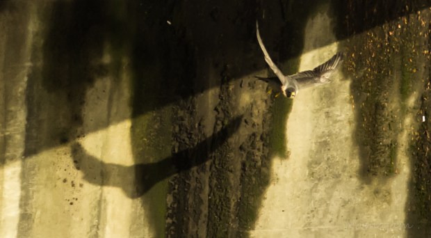 Falcon and his shadow