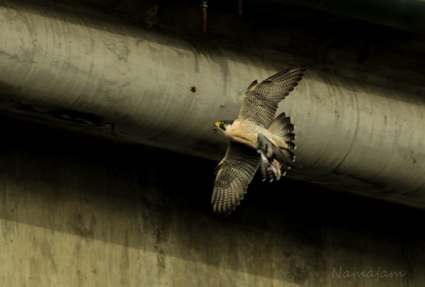 Falcon with meal in talons