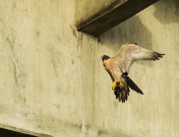 Falcon looking for a meal