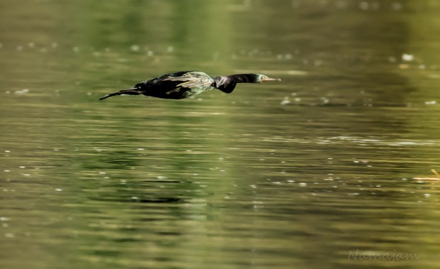 Cormorant skimming the Puget Sound.