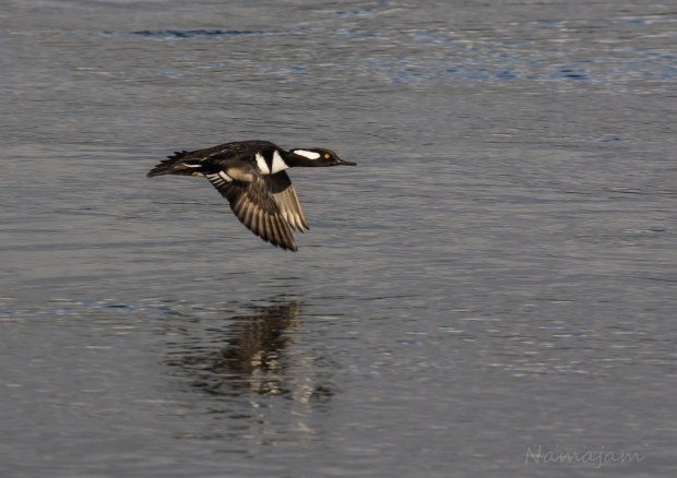 Hooded Merganser 