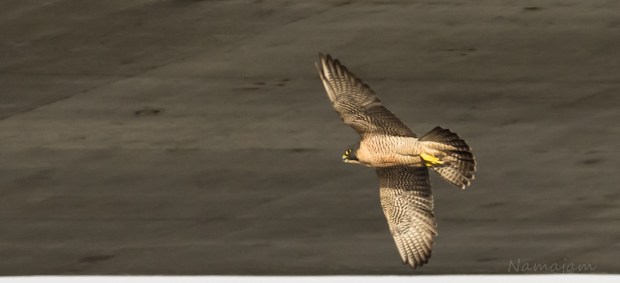 Peregrine Falcon 