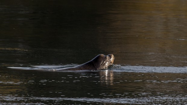 Neighborhood Seal. The salmon are running and there is plenty to eat.