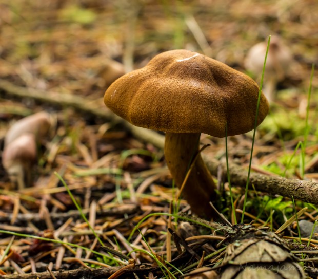 Mushroom are abundant this year. 