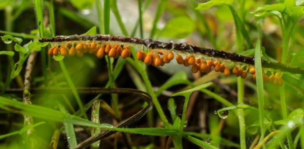 Not sure what this is...egg sacs of some type. Each hanging in a slime pouch. 