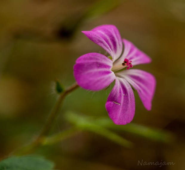Wild flowers are still around in the Pacific Northwest.
