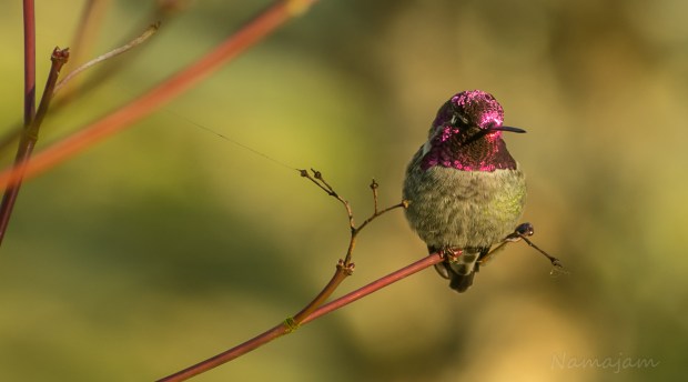 Anna's Hummingbird