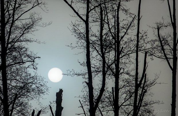 Fog filtering the sun