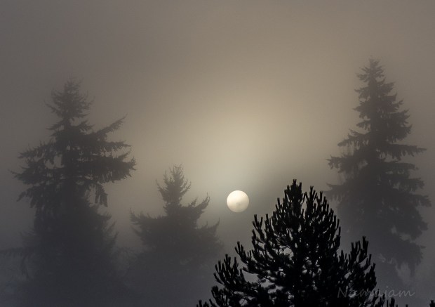 Early morning fog