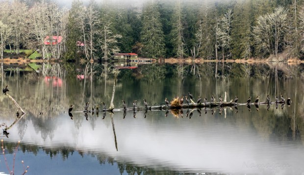 Cormorants readying for the day. 