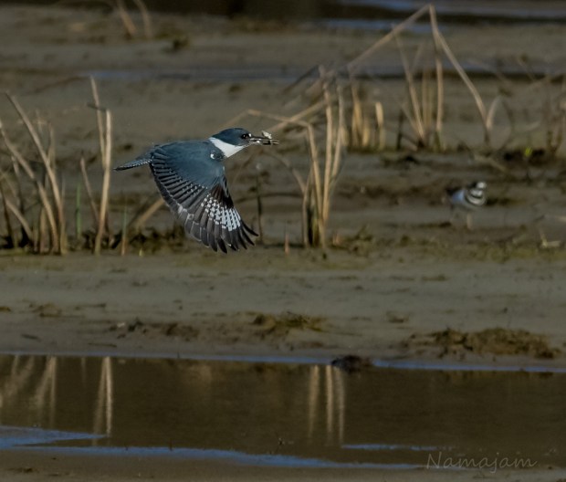 Kingfisher after successful fishing trip. Killdeer in background.