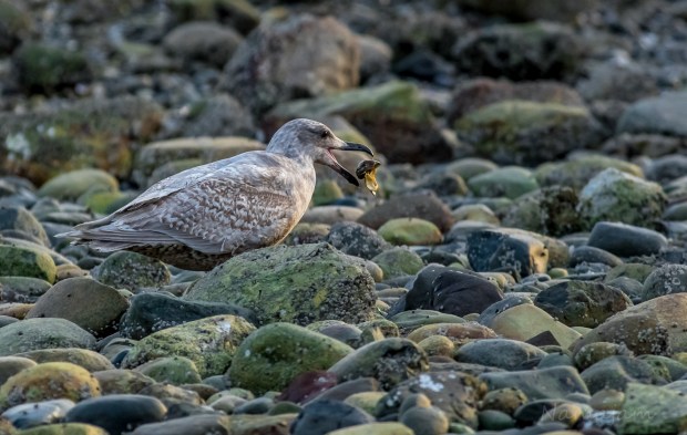 The seagull eats the clam quickly