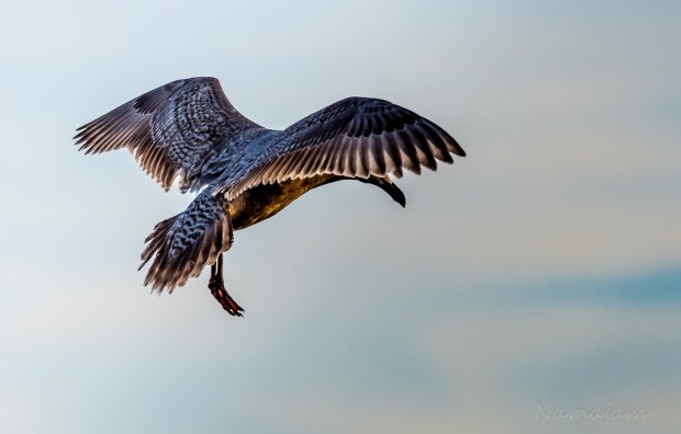 The seagull watches closely where it drops and descends quickly before its stolen by other hungry seagulls or crows