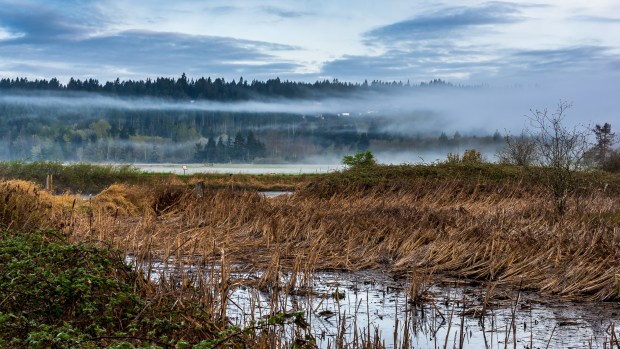 Theler Wetlands, Belfair, WA