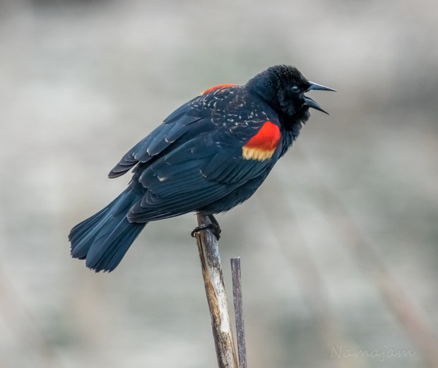 Black-wing Blackbird during mating season.